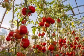 tomatoes in glasshouse- getty
