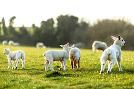 lambs - getty