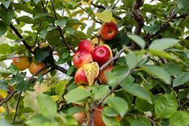 apples on tree- getty