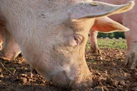 Pink Pigs rooting in the soil for food with their snouts