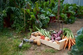 Freshly picked box of vegetables on allotment.