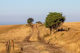 Drought Sussex heatwave farm climate field parched hot weather GettyImages-1000918954
