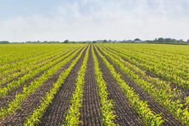 Plants growing in field