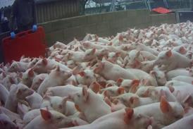 Animal Justice Project- crowded pigs