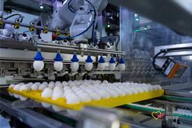 in ovo egg testing