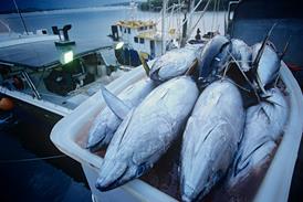 Tuna fish in container on fishing boat, dawn, Cairns, Australia - Getty Images