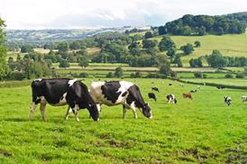 dairy cattle cows farm farming