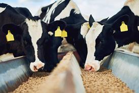 Cows eating feed GettyImages-875237010