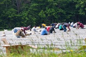 migrant workers - getty