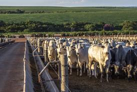 Brazilian cattle - Getty