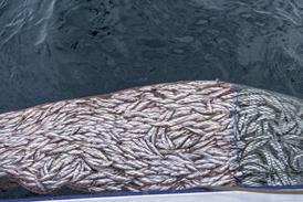net filled with fish over the ocean