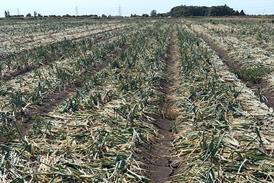 Onion harvest 2026- BOPA