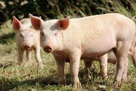 Two piglets on an English pig farm.