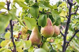 Perry pear