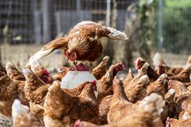 free range