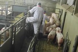 pigs malpractice