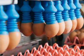 St. Ewe - Eggs picked up automatically ahead of cracking and pasteurising - 2100x1400