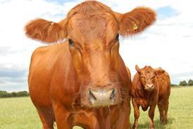 Beef Cattle 2_0001