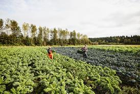 kale farm - getty