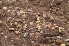 potatoes in a field - Getty