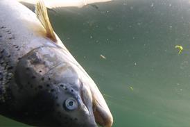 Scottish Salmon Watch