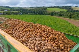 trailer of potatoes - getty