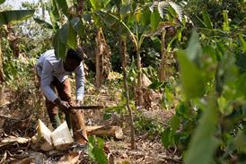 Fairtrade cocoa farmer Bismark Kpabitey, from Ghana’s Ahafo region. Credit - ©2021 Nipah Dennis, All Rights Reserved