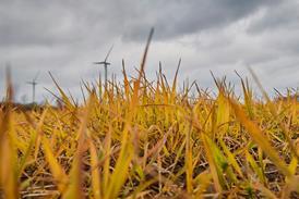 Field treated with herbicide - stock photo