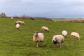 sheep on a field - gett y