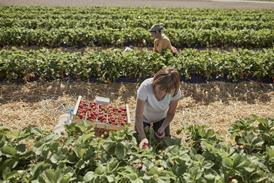 workers in field strawberries- getty