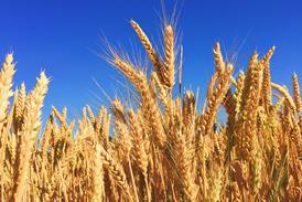 wheat farming unsplash