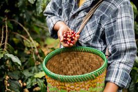 Arabica coffee plant