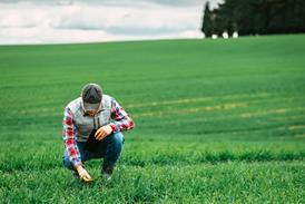 Farmer checking crops in lush green agricultural field