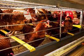 caged hen