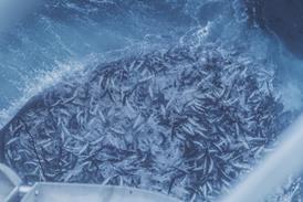 Fishing boat vessel: huge catch of mackerel - Getty