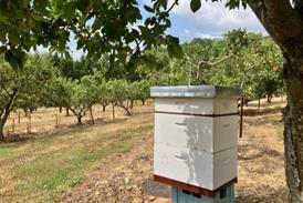 The Hive Honey Company