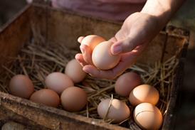 Woman collecting fresh chicken eggs, close-up of hands - Getty Images