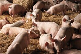 pig farm - getty