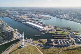 Flemish Fish Auction