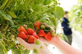 BritishStrawberry_Overs_015