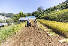 organic rice farm in Japan - Getty