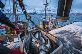 Fishing boats out for skrei cod in the arctic sea - stock photo - Getty