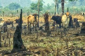 Deforestation GettyImages-1249034888