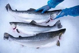 Fresh hand-reared Scottish salmon on ice in fish farm - stock photo