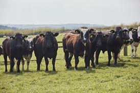 Cows stood in a field