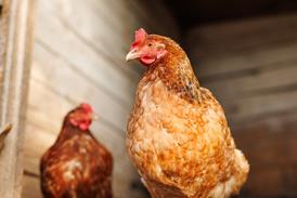 Close-up of a light brown chicken inside a wooden barn coop, standing tall in soft light with another hen in the blurred background - Getty Images