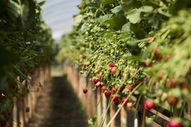Strawberries