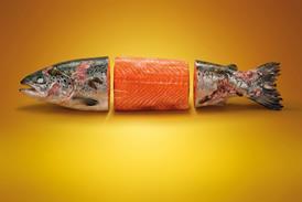 farmed salmon by Project Slingshot