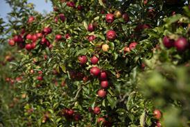 FSP_Loddington_Apples_Master_071