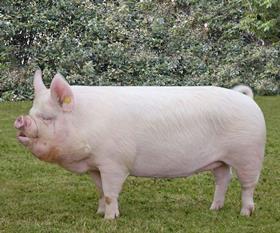 middle white pig
